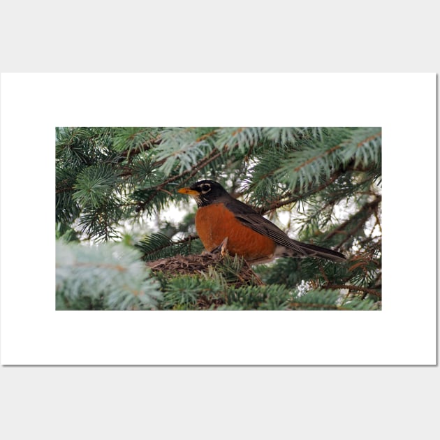 Momma American Robin In Her Nest Wall Art by BackyardBirder